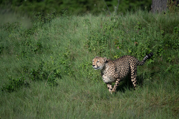 A cheetah searching for prey in the grasslands of the Kalahari Desert in Namibia.