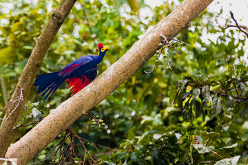 Ross's Turaco