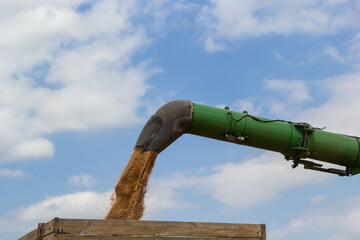 Harvester unloading wheat on the background of the sky with clouds. close up