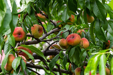 Branches with donut peaches and green leaves. Peach tree