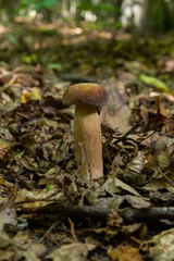 Penny bun fungus Boletus edulis growing in the forest