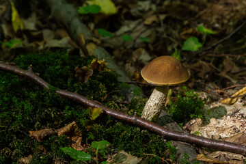Leccinellum pseudoscabrum mushrooms in the summer. Mushrooms growing in the forest