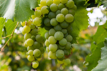 Ripe grapes grow on bushes. Bunch of grapes before harvest