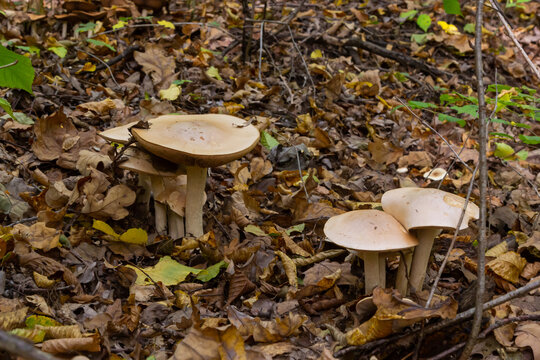 Edible mushroom Clitocybe nebularis in the beech forest. Known as Lepista nebularis, clouded agaric or cloud funnel. Wild mushrooms in the leaves. Autumn time in the forest