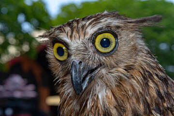 eagle owl portrait