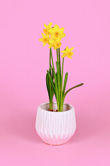 Yellow Narcissus Clamineus 'Tete a Tete' spring flowers on pink background