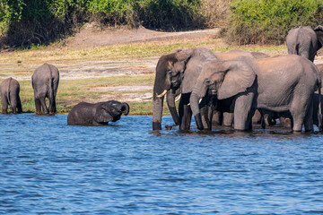 Herd of African elephants drinking at a waterhole in Chobe national park.