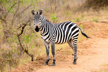 Zebra in the wild
