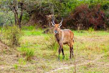 Waterbuck