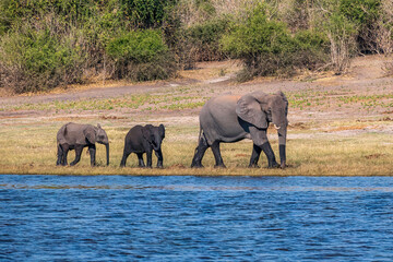 Fototapeta na wymiar Herd of African elephants drinking at a waterhole in Chobe national park.