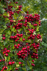 Hawthorn with red fruit, Crataegus monogyna, . Natural beautiful background