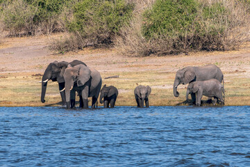 Naklejka na ściany i meble Herd of African elephants drinking at a waterhole in Chobe national park.