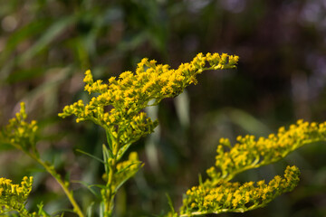 Yellow panicles of Solidago flowers in August. Solidago canadensis, known as Canada goldenrod or Canadian goldenrod, is an herbaceous perennial plant of the family Asteraceae