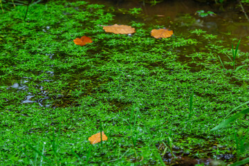 Callitriche palustris a marsh grass. underwater plants with floating rosettes or growing on wet mud