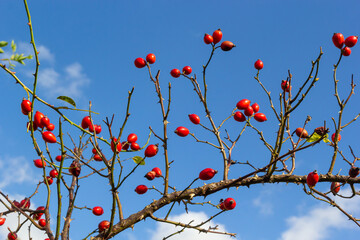 Red berries of wild rose on a background of blue sky. Rosehip berries and a plane in the sky