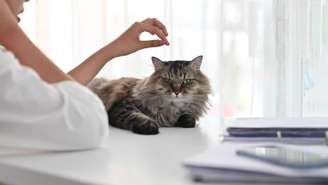 Cute fluffy cat lying on white table with woman hands playing and stroking softly. Pet, family and friendship concept