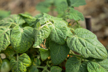tomato leaves affected by spider mite