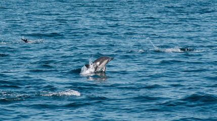Dolphins in the Pacific Ocean 