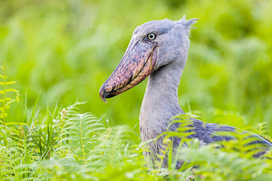 Shoebill Stork