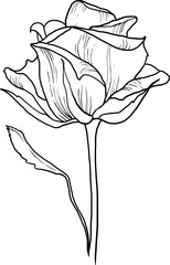 Rose lineart, birth month flowers clipart, flower illustration