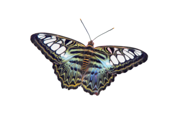 Butterfly sitting on a flower close-up, isolated on a white background. Beautiful butterfly on a red flower among green leaves