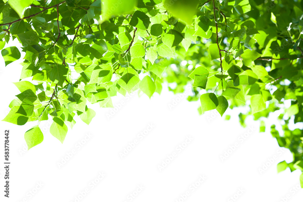 Aufkleber tree branch with leaves on white background with sunlight
