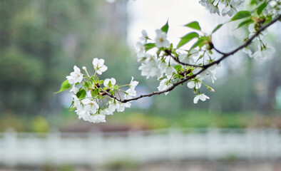 White cherry blossoms bloom in spring