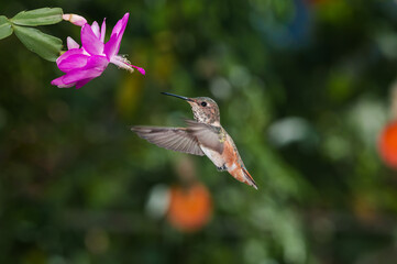 Female or subadult male of Allen's Hummingbird (Selasphorus sasin) in garden, Los Angeles, California, USA