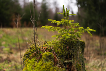 Junger Nadelbaum wächst aus Todholz, Großer Feldberg