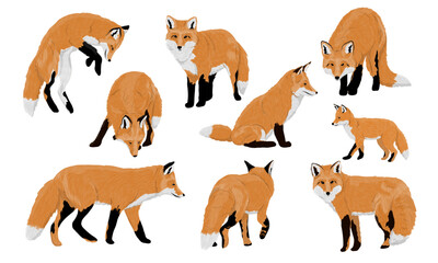 Set of red foxes Vulpes vulpes. Common foxes and their cubs walk, sit, stand and hunt. Realistic vector carnivorous animal