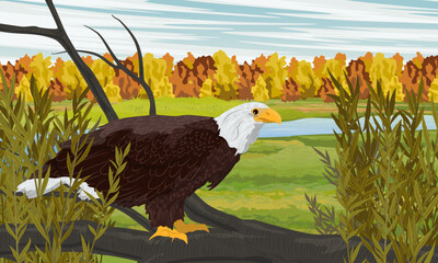 A bald eagle sits on a fallen tree branch. Meadow and river in autumn. Realistic vector landscape