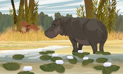 A hippo stands on the shore of a African lake with white water lilies. Wild animals of Africa. Realistic Vector Landscape