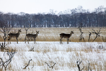 エゾ鹿の群れ（別海町走古丹）