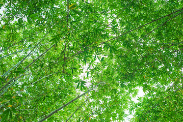 Fototapeta premium Background of a verdant bamboo forest