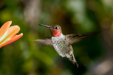 Fototapeta premium Anna's Hummingbird (Calypte anna) male in garden, Los Angeles, California, USA
