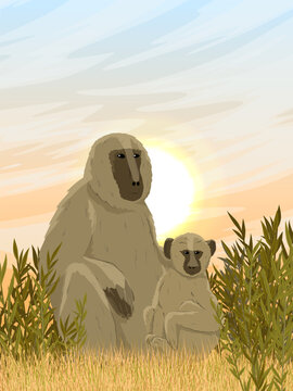 A large Yellow baboon sits in tall grass. Monkeys of the African savanna. Realistic vector vertical landscape