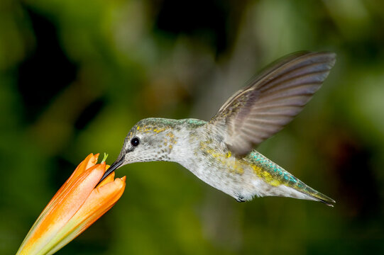 Anna's Hummingbird (Calypte anna) female in garden, Los Angeles, California, USA