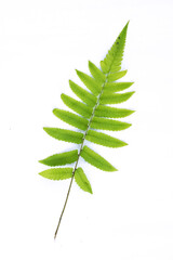 green leaf isolated on white background

