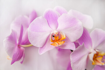 Fototapeta premium The branch of purple orchids on white fabric background 