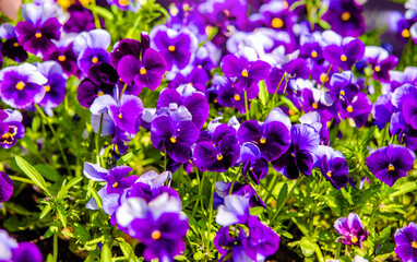 Purple violets on a green natural background