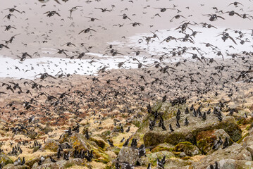 Least Auklets (Aethia pusilla) at colony in St. George Island, Pribilof Islands, Alaska, USA