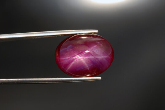 Natural heated, lead glass filled, treated 6 rays star red ruby cabochon loose gemstone in tweezers on artificial spot lighting on uneven radial gray background. Oval gemstone for making jewelry.