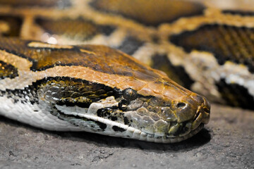 Portrait of a boa. Snake closeup.
