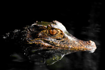 Brow smooth-fronted caiman in the water. Alligator close-up. Paleosuchus palpebrosus. Cuvier's dwarf caiman.
