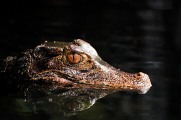 Brow smooth-fronted caiman in the water. Alligator close-up. Paleosuchus palpebrosus. Cuvier's dwarf caiman.

