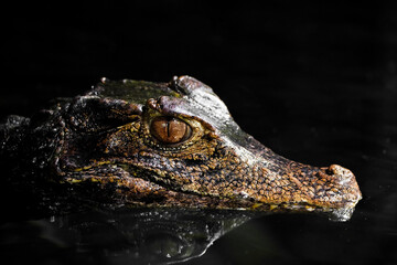 Fototapeta premium Brow smooth-fronted caiman in the water. Alligator close-up. Paleosuchus palpebrosus. Cuvier's dwarf caiman. 