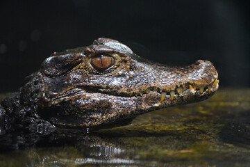 Brow smooth-fronted caiman in the water. Alligator close-up. Paleosuchus palpebrosus. Cuvier's dwarf caiman.
