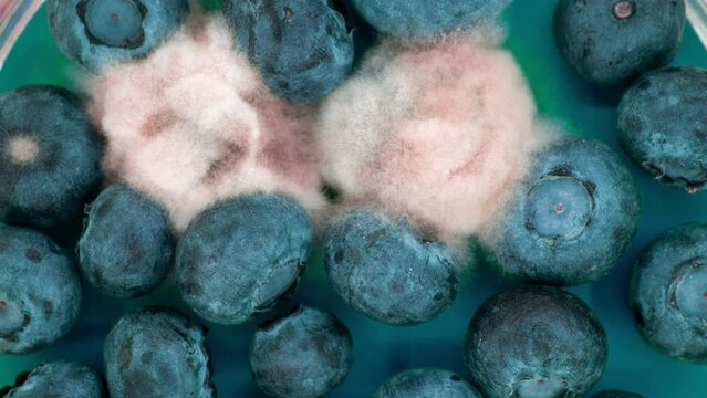 mold decomposes blueberries time lapse video