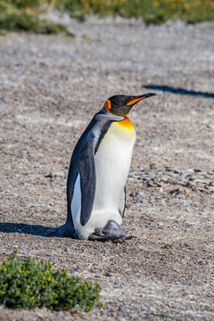 King Penguin (Aptenodytes patagonicus) with chick at Magellanic and Gentoo Penguins colony, Land of Fire (Tierra del Fuego), Argentina