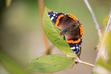 Fototapeta na wymiar Butterfly Red Admiral sits on a green leaf.